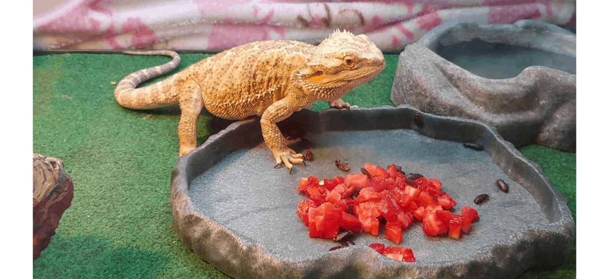 Can Bearded Dragons Eat Bell Peppers