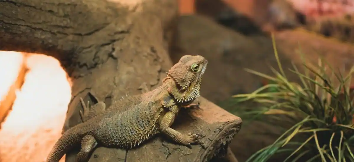 Yellow Fungus In Bearded Dragons