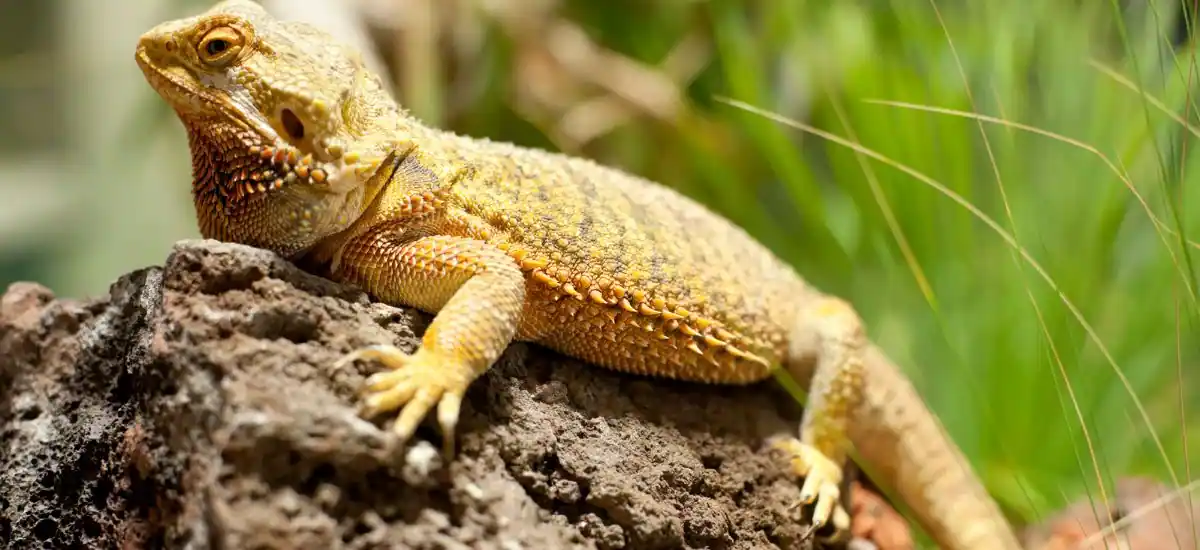 Yellow Fungus In Bearded Dragons