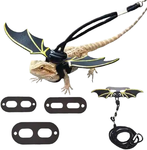 Best Leashes For Bearded Dragons