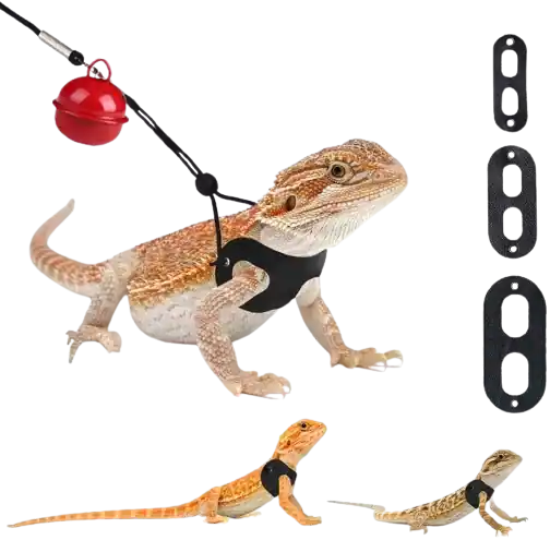 Best Leashes For Bearded Dragons