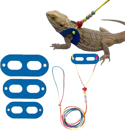 Best Leashes For Bearded Dragons