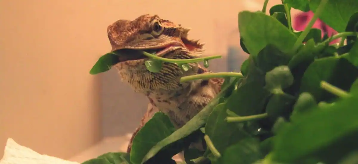 Can Bearded Dragons Eat Swiss Chard