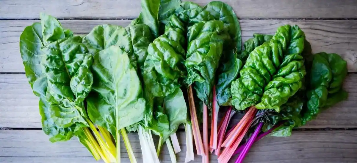 Can Bearded Dragons Eat Swiss Chard