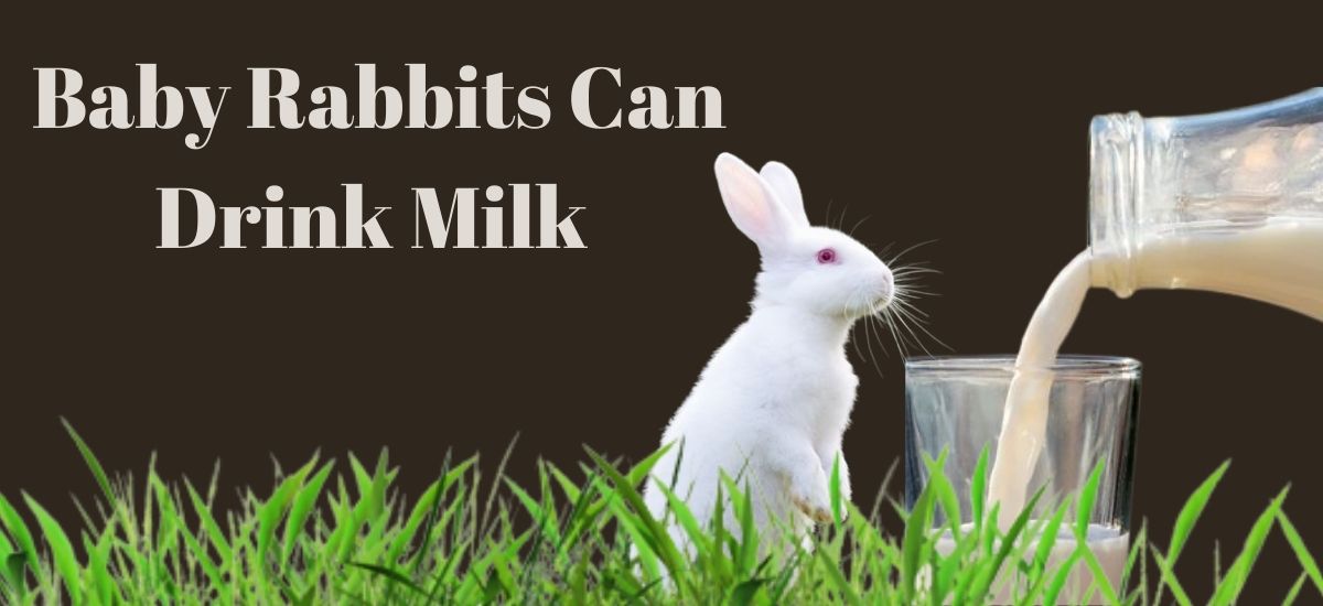 How Can We Feed Milk To Baby Rabbits