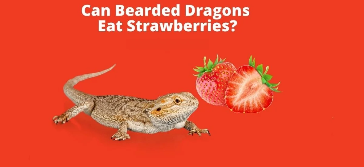 Can Bearded Dragons Eat Strawberries? Surprising Facts