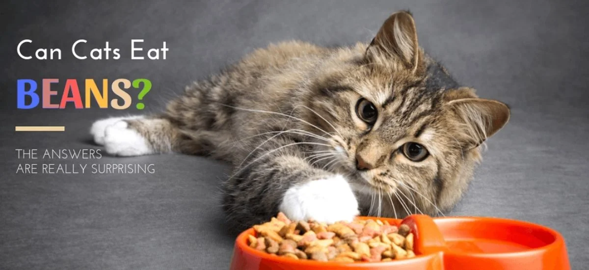 Can Cats Eat Beans? All You Need to Know!