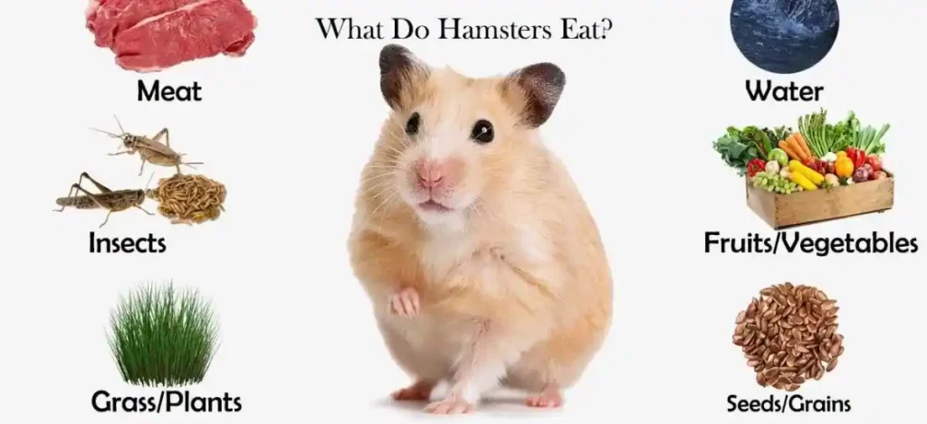 almonds are very nutritious lip smacking snacks for hamsters