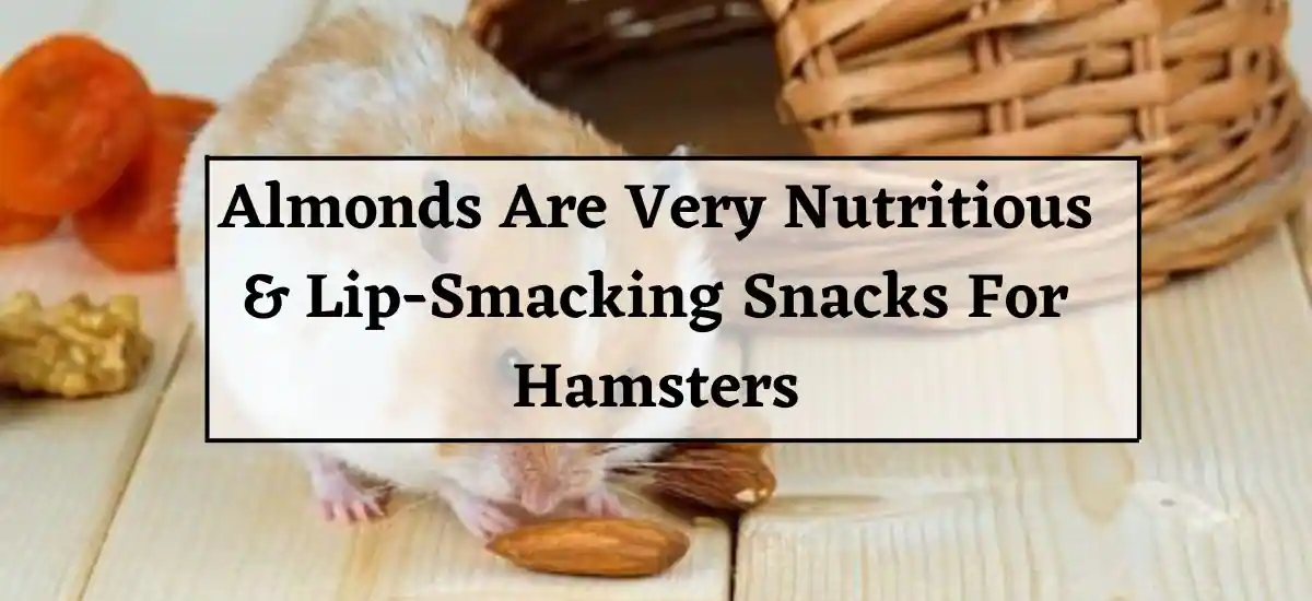 Almonds Are Very Nutritious & Lip-Smacking Snacks For Hamsters