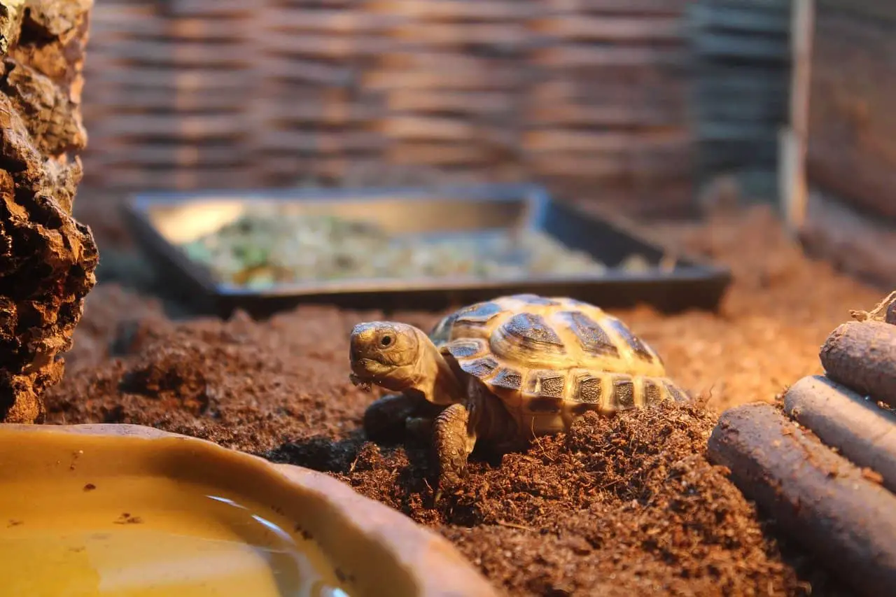 Setup For A Tortoise Enclosure Indoor- Ideal Home For Your Tortoise