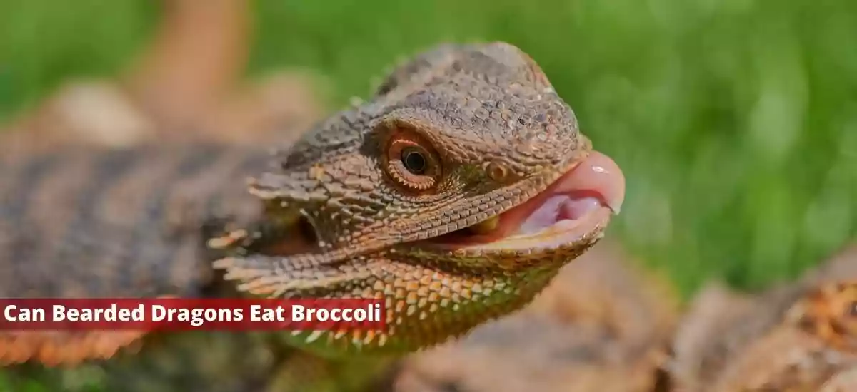 Can Bearded Dragons Eat Broccoli? Is It Good For Your Beardo
