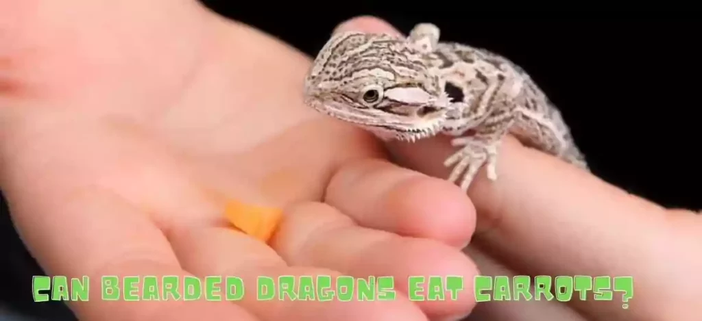 can bearded dragons eat carrots