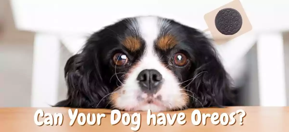 Oreos & Dogs: Know Before You Feed Oreos To Your Dog
