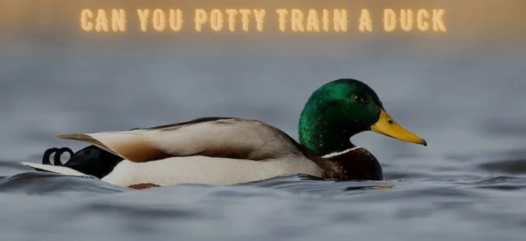 Can You Potty Train A Duck