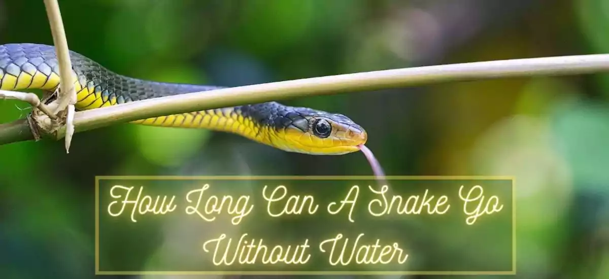 How Long Can A Snake Go Without Water- Signs Of Snake Dehydration