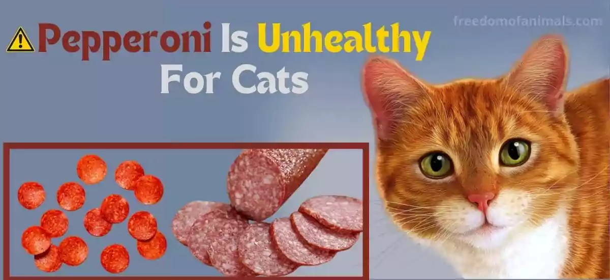 Is It Healthy To Give A Pepperoni To Cats?