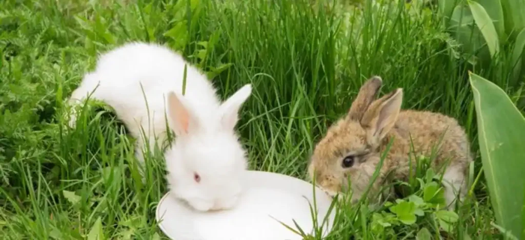 How Can We Feed Milk To Baby Rabbits