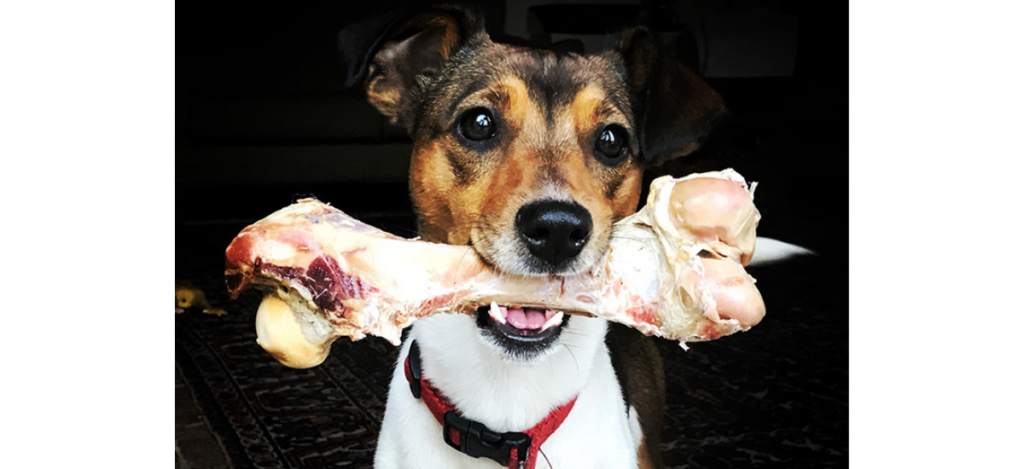 can dogs eat pork bones safely