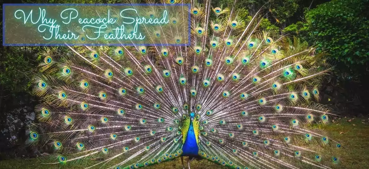 Top Reasons Why Peacocks Spread Their Feathers