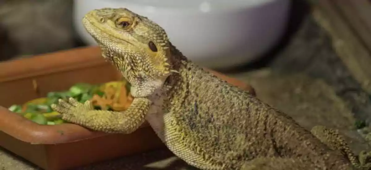 Can Bearded Dragon Eat Grapes