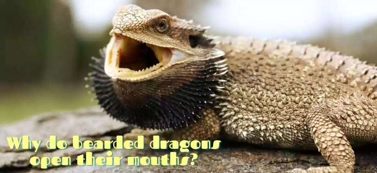 Is It Okay For Bearded Dragons To Open Mouths Often?
