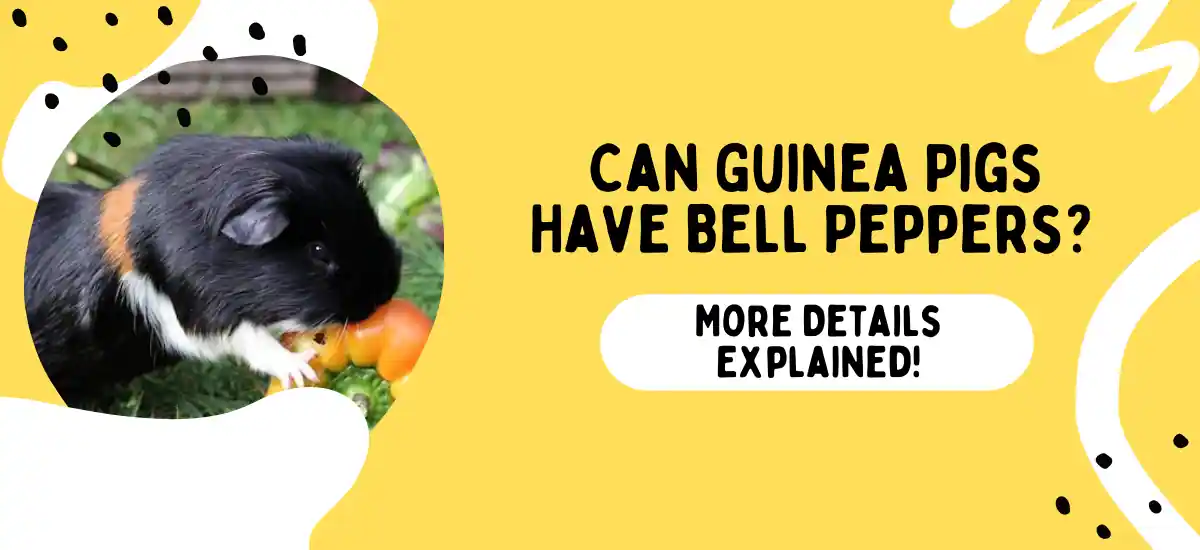 Can Guinea Pigs Have Bell Peppers? More Details Explained!