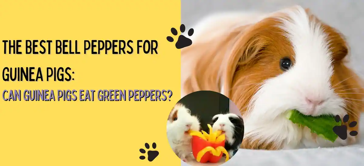 Can Guinea Pigs Have Bell Peppers