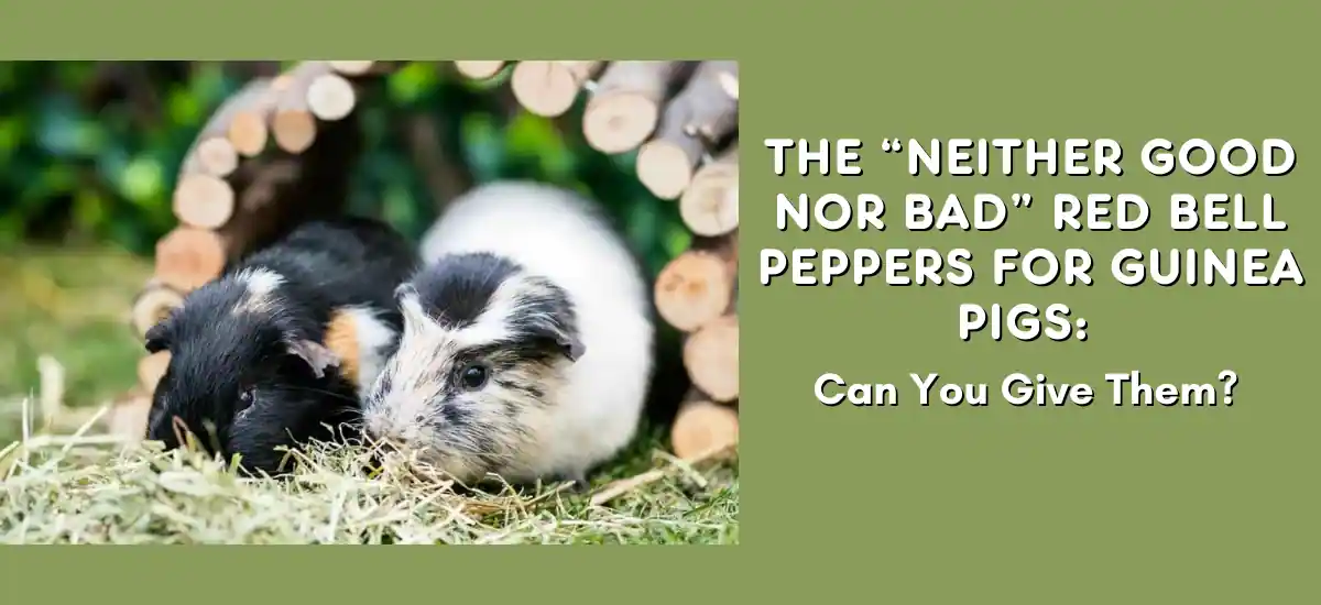 Can Guinea Pigs Have Bell Peppers