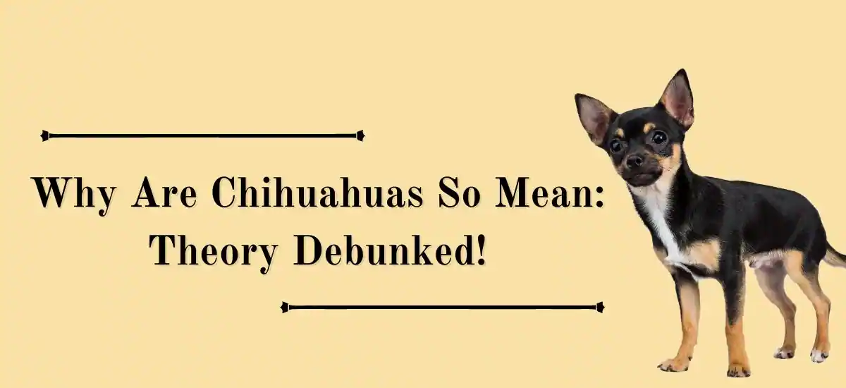 Why Are Chihuahuas So Mean: Theory Debunked!