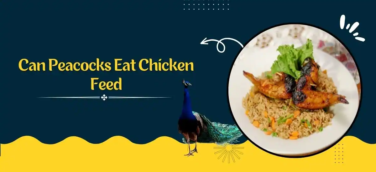 Can Peacocks Eat Chicken Feed? Unveiling The Facts And Myths!
