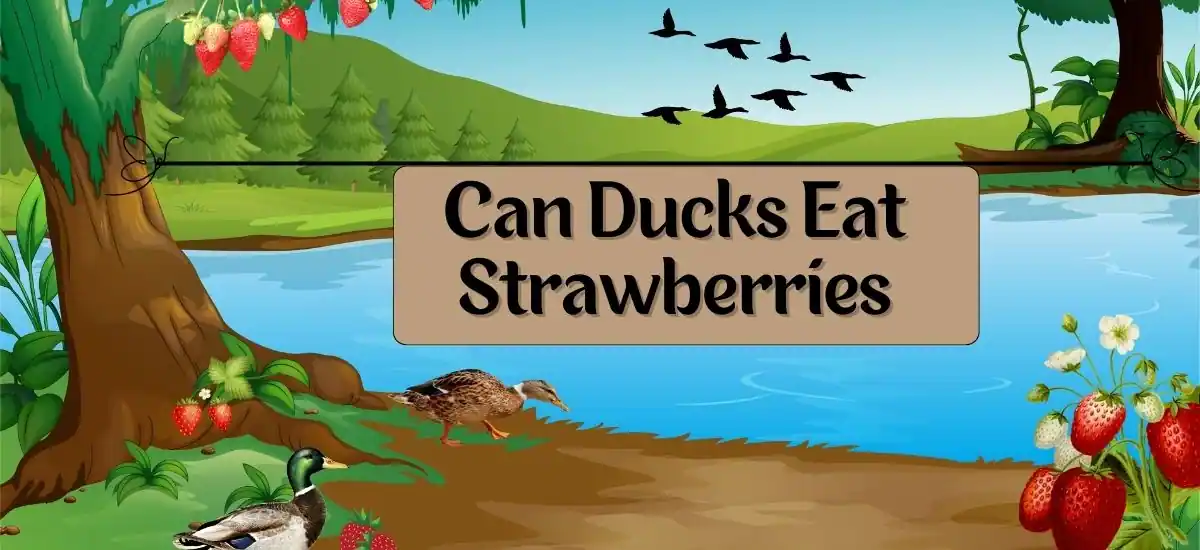 Can Ducks Eat Strawberries? Discover Safe Feeding Guidelines