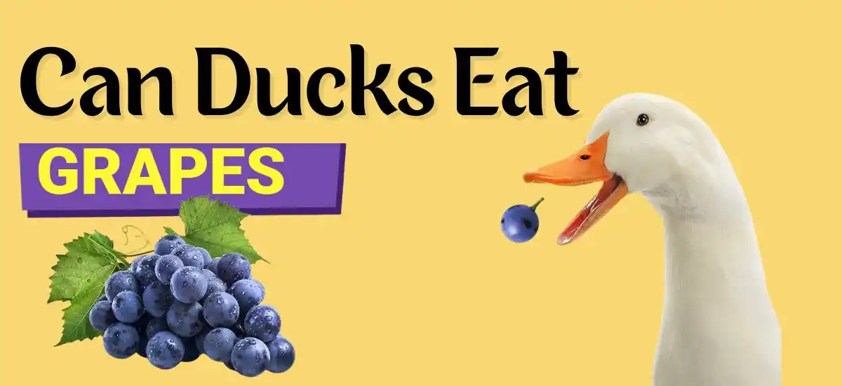 Can Ducks Eat Grapes? Discover The Surprising Truth