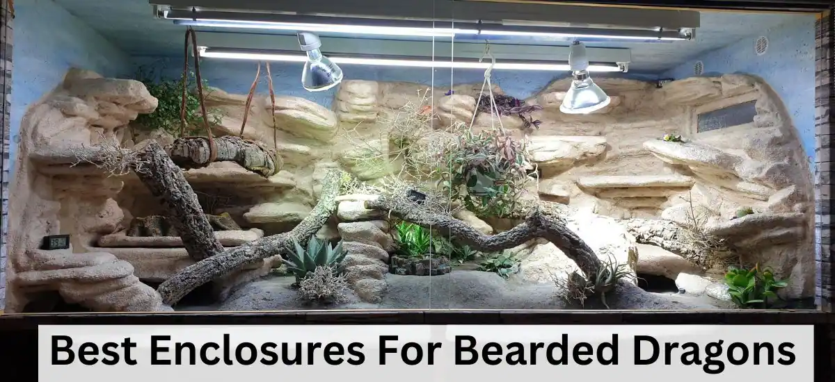 Top 5 Best Enclosures For Bearded Dragons | Pros & Cons
