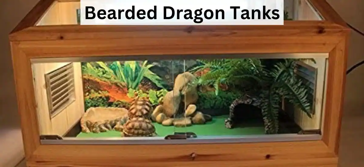 Top 6 Bearded Dragon Tanks By The Expert
