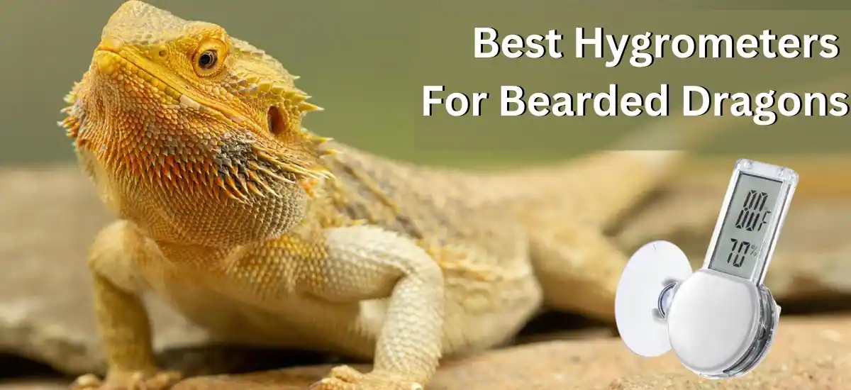 Best Hygrometers For Bearded Dragons