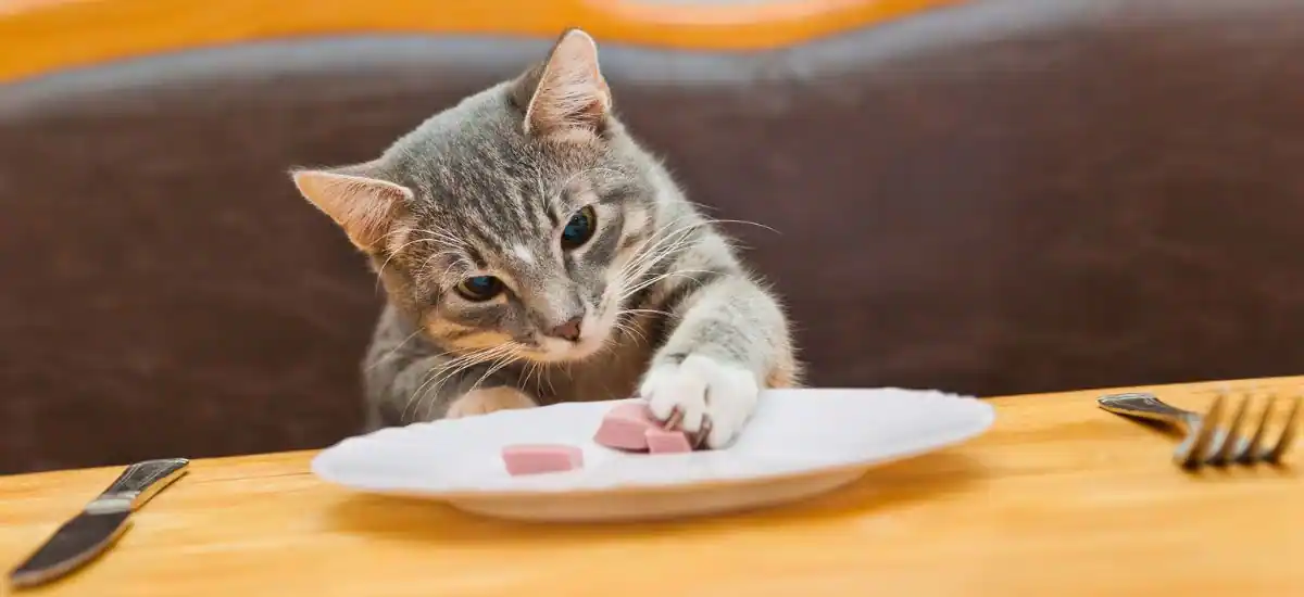 Cat Throwing Up Food But Acting Normal