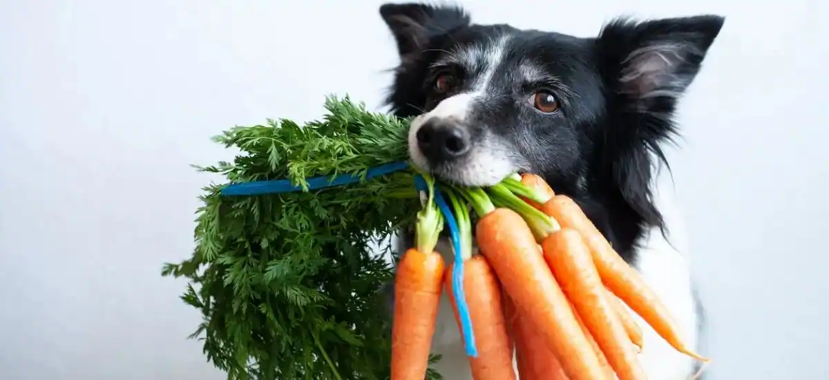 Can Dogs Have Carrots?