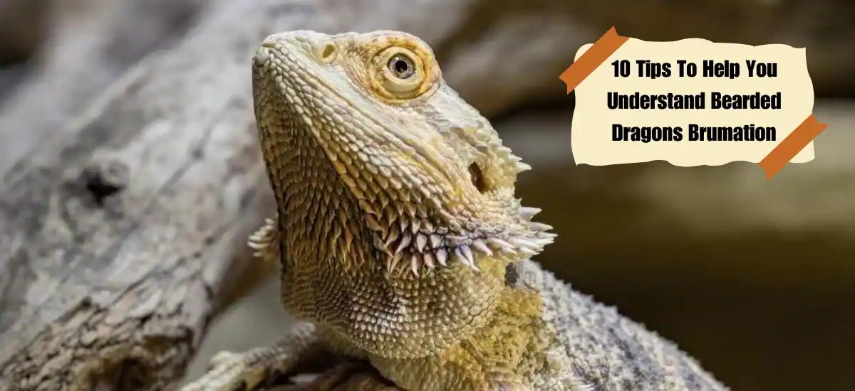 10 Tips To Help You Understand Bearded Dragons Brumation