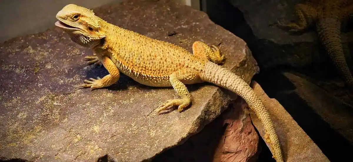 Why Is Your Bearded Dragon Not Eating?