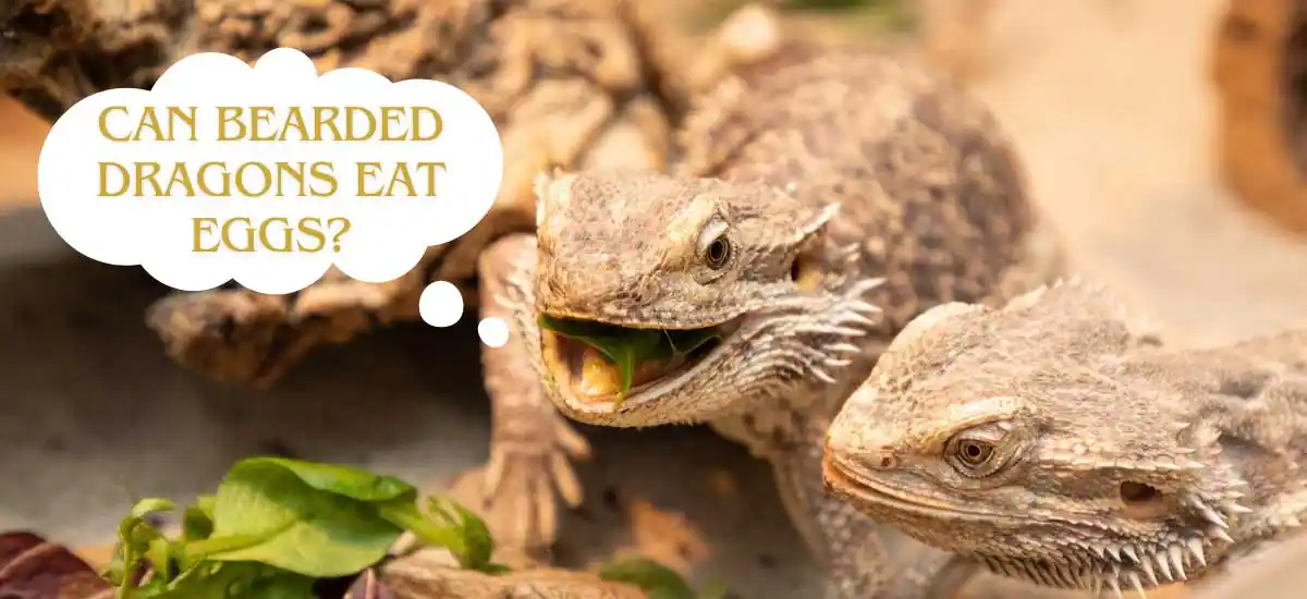 Can Bearded Dragons Eat Eggs?