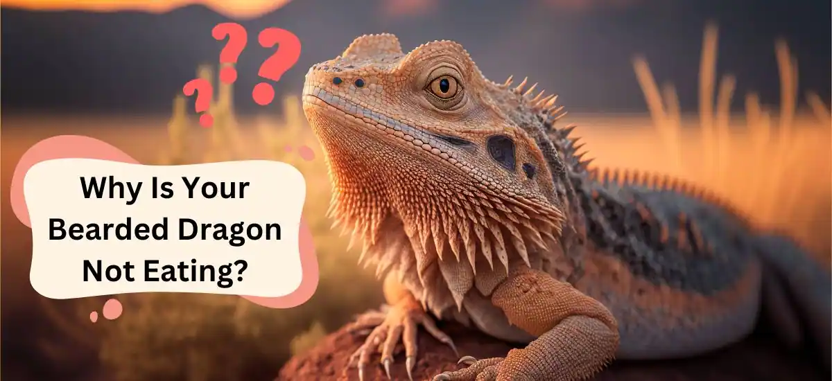 Why Is Your Bearded Dragon Not Eating?