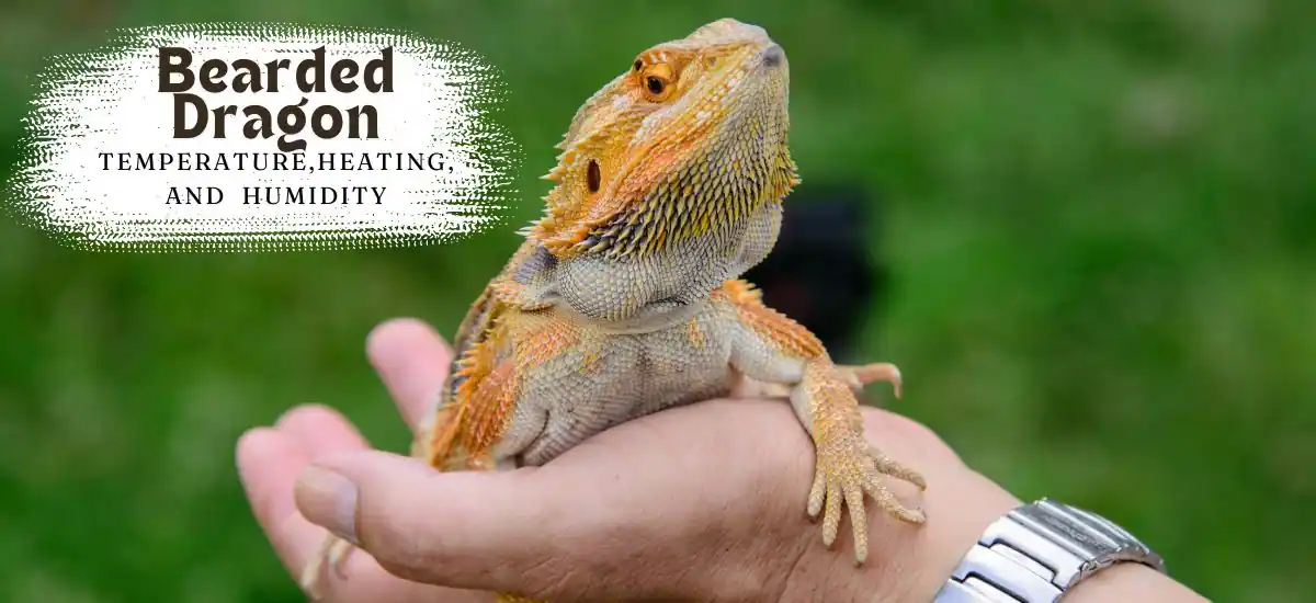 Bearded Dragon Temperature, Heating, And Humidity: Full Guide