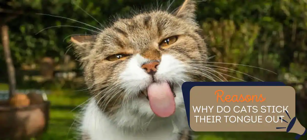 Reasons Why Do Cats Stick Their Tongue Out