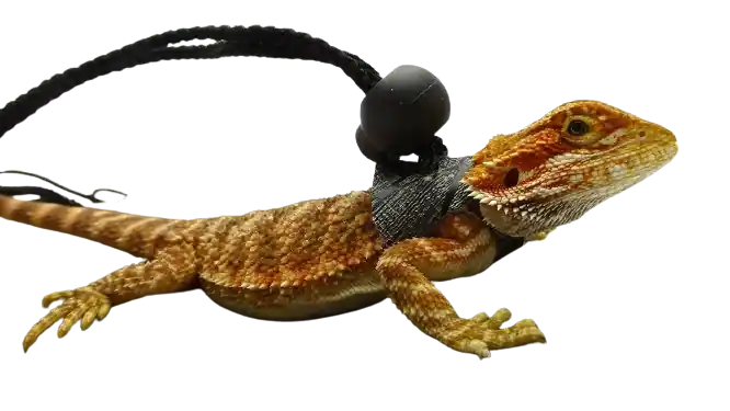 Best Leashes For Bearded Dragons