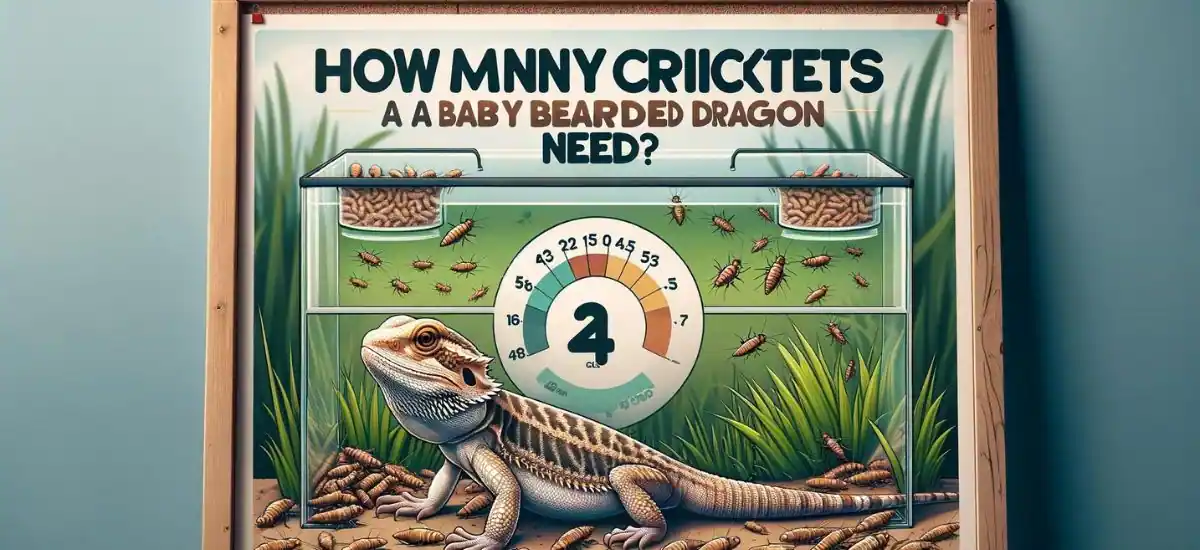 How Many Crickets Does A Baby Bearded Dragon Need?