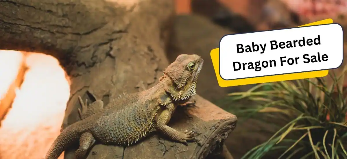 Baby Bearded Dragon For Sale: Buying Guide For 2024