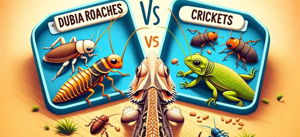 Dubia Roaches Vs. Crickets