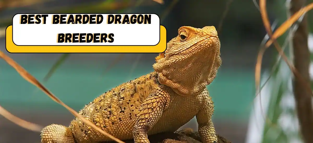 Best Bearded Dragon Breeders