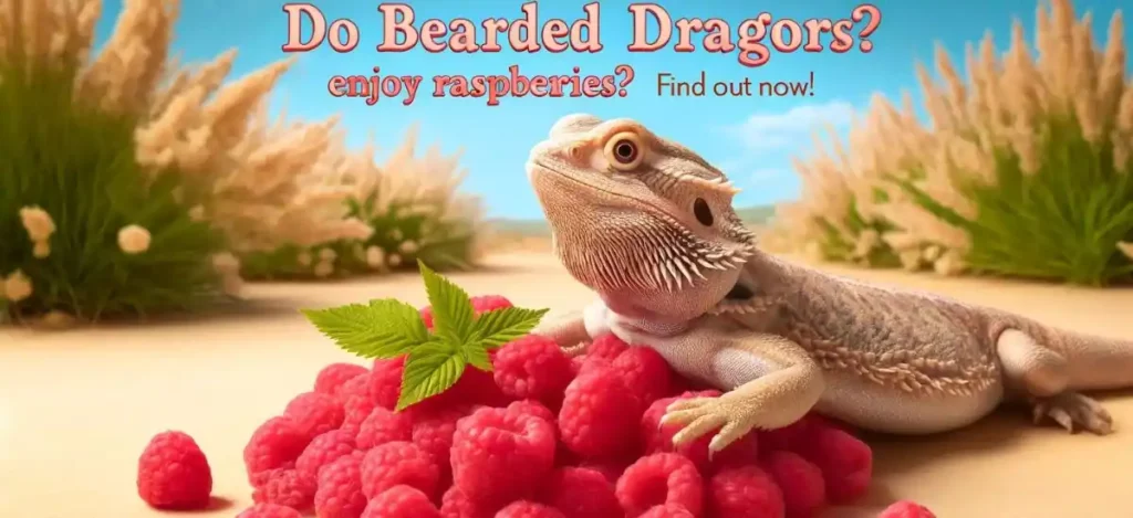 can bearded dragons eat raspberries