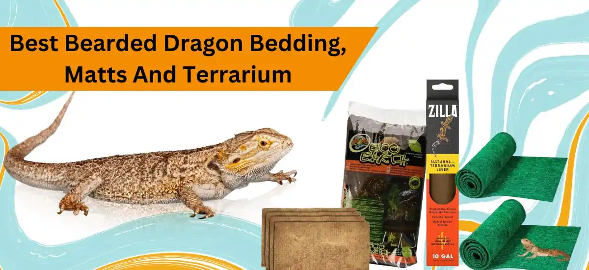 Best Bearded Dragon Bedding, Matts And Terrarium